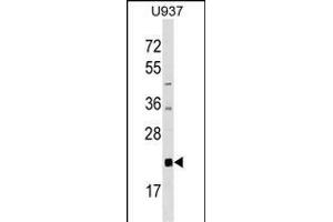 AKIRIN2 Antibody (C-term) (ABIN1536792 and ABIN2848806) western blot analysis in  cell line lysates (35 μg/lane). (AKIRIN2 anticorps  (C-Term))