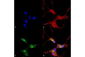 Immunocytochemistry/Immunofluorescence analysis using Mouse Anti-SHANK3 Monoclonal Antibody, Clone S69-46 (ABIN2485414). (SHANK3 anticorps  (AA 840-857) (HRP))