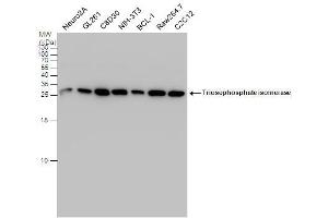 WB Image Triosephosphate isomerase antibody detects Triosephosphate isomerase protein by western blot analysis. (TPI1 anticorps  (C-Term))