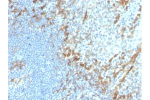 Formalin-fixed, paraffin-embedded human tonsil stained with Podoplanin Recombinant Rabbit Monoclonal Antibody (PDPN/4009R).