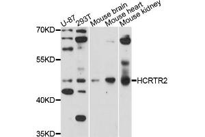 Western blot analysis of extracts of mouse heart cell line, using HCRTR2 antibody. (HCRTR2 anticorps)