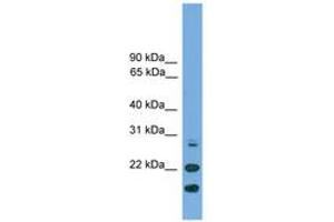 Image no. 1 for anti-ASF1 Anti-Silencing Function 1 Homolog A (S. Cerevisiae) (ASF1A) (N-Term) antibody (ABIN6745605) (ASF1A anticorps  (N-Term))