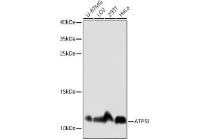 Western blot analysis of extracts of various cell lines, using I antibody (ABIN7265720) at 1:3000 dilution. (ATP5I anticorps  (AA 1-69))