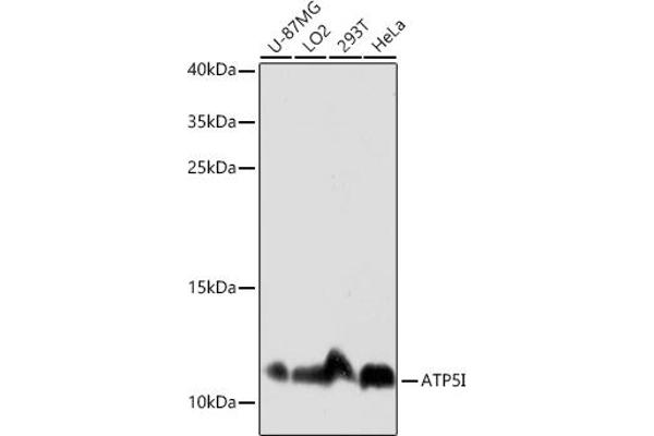 ATP5I 抗体  (AA 1-69)