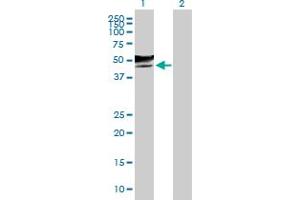 Western Blot analysis of GCNT2 expression in transfected 293T cell line by GCNT2 MaxPab polyclonal antibody.