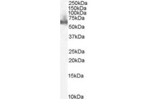 Image no. 1 for anti-Docking Protein 3 (DOK3) (C-Term) antibody (ABIN374125) (DOK3 anticorps  (C-Term))