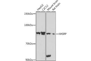 Western blot analysis of extracts of various cell lines, using KHSRP Rabbit mAb (ABIN7268110) at 1:1000 dilution. (KHSRP anticorps)