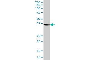 SORD MaxPab polyclonal antibody.