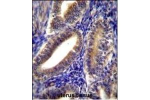 CNN2 Antibody (N-term) (ABIN656350 and ABIN2845649) immunohistochemistry analysis in formalin fixed and paraffin embedded human uterus tissue followed by peroxidase conjugation of the secondary antibody and DAB staining. (CNN2 anticorps  (N-Term))