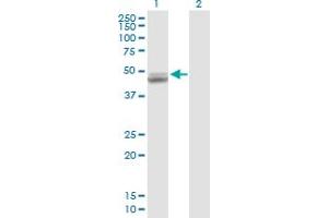 Western Blot analysis of UQCRC1 expression in transfected 293T cell line by UQCRC1 MaxPab polyclonal antibody.