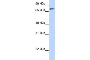 Western Blotting (WB) image for anti-Chromosome 14 Open Reading Frame 37 (C14ORF37) antibody (ABIN2458842) (C14ORF37 anticorps)