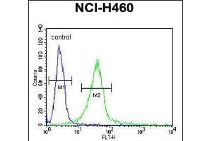 GIT1- Antibody (C-term) (ABIN6242999 and ABIN6578994) flow cytometric analysis of NCI- cells (right histogram) compared to a negative control cell (left histogram). (GIT1 anticorps  (C-Term, Tyr554))