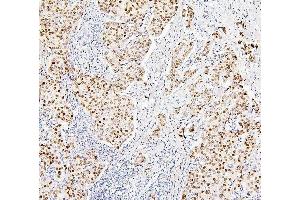 IHC analysis of H1F0 using anti-H1F0 antibody (ABIN7600521). (Histone H1 anticorps  (AA 20-159))