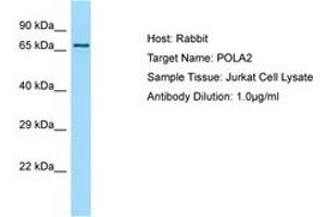 Image no. 1 for anti-Polymerase (DNA Directed), alpha 2 (70kD Subunit) (POLA2) (AA 55-104) antibody (ABIN6750128) (POLA2 anticorps  (AA 55-104))