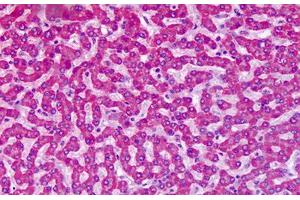 Anti-GRM7 / MGLUR7 antibody IHC staining of human liver.