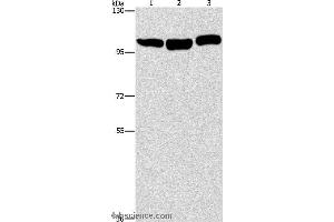 Western blot analysis of Hela, NIH/3T3 and Raji cell, using DNM2 Polyclonal Antibody at dilution of 1:400 (DNM2 anticorps)
