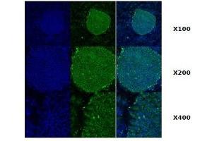 Immunofluorescence: Immunofluorescence staining of human ES cell colony with monoclonal anti-human TRA1 antibody (2H3) (GRP94 anticorps)