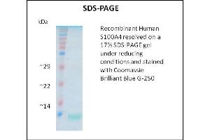 SDS-PAGE (SDS) image for S100 Calcium Binding Protein A4 (S100A4) (Active) protein (ABIN5509403) (s100a4 Protéine)