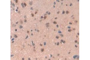 IHC-P analysis of Mouse Tissue, with DAB staining. (REPIN1 anticorps  (AA 30-298))