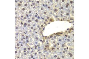 Immunohistochemistry of paraffin-embedded mouse liver using SUPT20H antibody (ABIN4905348) at dilution of 1:100 (40x lens). (FAM48A/P38IP anticorps)