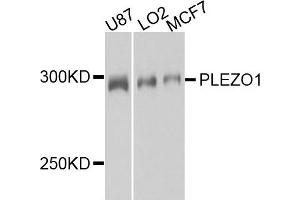 Western blot analysis of extract of various cells, using PIEZO1 antibody. (PIEZO1 anticorps)