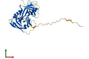 AlphaFold protein structure predicition of Human Recombinant NUDT17 Protein, UniprotID P0C025