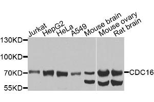 Western blot analysis of extracts of various cells, using CDC16 antibody. (CDC16 anticorps)