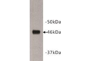 Western Blotting (WB) image for anti-Dachsous 1 (DCHS1) antibody (ABIN1854970) (DCHS1 anticorps)