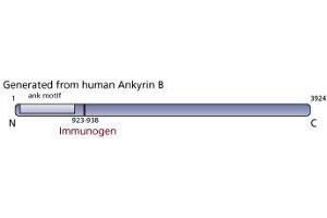 Image no. 2 for anti-Ankyrin 2, Neuronal (ANK2) antibody (ABIN967633)