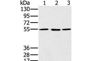 Western Blot analysis of A549, hela and NIH/3T3 cell using PSMC1 Polyclonal Antibody at dilution of 1:500 (PSMC1 anticorps)