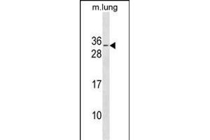 RBM7 Antibody (C-term) (ABIN1881733 and ABIN2838623) western blot analysis in mouse lung tissue lysates (35 μg/lane). (RBM7 anticorps  (C-Term))