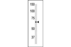 The anti-GF C-term Pab 2017b is used in Western blot to detect GF in mouse brain tissue lysate. (GFAP anticorps  (C-Term))