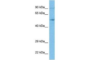 WB Suggested Anti-ACH10 antibody Titration: 1 ug/mL Sample Type: Human MCF7 Whole Cell (CHRNA10 anticorps  (N-Term))