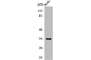 Western Blot analysis of HuvEc cells using Olfactory receptor 5M11 Polyclonal Antibody (OR5M11 anticorps  (C-Term))