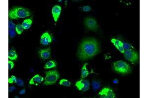 Anti-LOX mouse monoclonal antibody (ABIN2453263) immunofluorescent staining of COS7 cells transiently transfected by pCMV6-ENTRY LOX (RC213323). (LOX anticorps  (AA 22-168))
