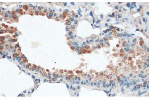 Immunohistochemistry of paraffin-embedded Mouse lung using Aquaporin 4 Polyclonal Antibody at dilution of 1:100 (40x lens). (Aquaporin 4 anticorps)