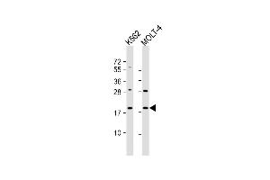 All lanes : Anti-GKN1 Antibody (C-term) at 1:1000 dilution Lane 1: K562 whole cell lysate Lane 2: MOLT-4 whole cell lysate Lysates/proteins at 20 μg per lane. (Gastrokine 1 anticorps  (C-Term))