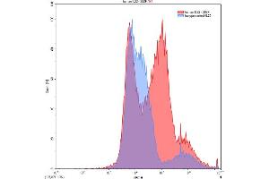 Detection of IL22 in 293F line transfected with target gene using Polyclonal Antibody to Interleukin 22 (IL22) (IL-22 anticorps  (AA 34-179))