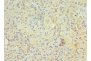 Immunohistochemistry of paraffin-embedded human pancreatic tissue using ABIN7167347 at dilution of 1:100