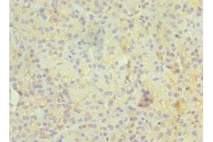 Immunohistochemistry of paraffin-embedded human pancreatic tissue using ABIN7167347 at dilution of 1:100 (Rab4 anticorps  (AA 1-218))