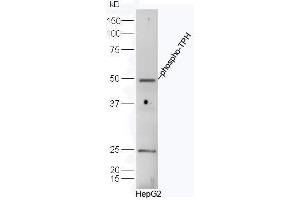 HepG2 cell lysates probed with Rabbit Anti-TPH(Ser260) Polyclonal Antibody, Unconjugated  at 1:500 for 90 min at 37˚C. (Tryptophan Hydroxylase 1 anticorps  (pSer260))