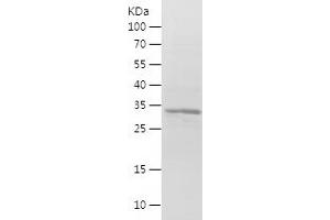 Western Blotting (WB) image for Myeloid Leukemia Factor 1 (MLF1) (AA 1-268) protein (His tag) (ABIN7124040)