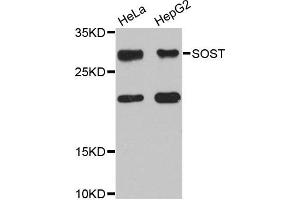 Western blot analysis of extracts of HeLa and HepG2 cell lines, using SOST antibody. (Sclerostin anticorps)