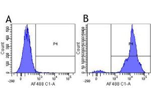 Flow-cytometry using the anti-CD11a research biosimilar antibody Efalizumab (hu1124, )  Human lymphocytes were stained with an isotype control (panel A) or the rabbit-chimeric version of Efalizumab ( panel B) at a concentration of 1 µg/ml for 30 mins at RT. (Recombinant ITGAL (Efalizumab Biosimilar) anticorps)