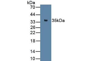 Detection of Recombinant MYOG, Rat using Polyclonal Antibody to Myogenin (MYOG)