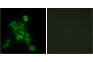 Immunofluorescence analysis of HepG2 cells, using COX6C Antibody. (COX6C anticorps  (AA 11-60))