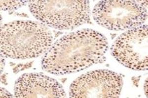 Immunohistochemistry analysis of paraffin-embedded rat testis using,DAZAP1 (ABIN7073691) at dilution of 1: 6000