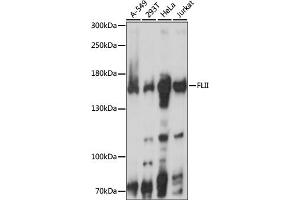 Western blot analysis of extracts of various cell lines, using FLII antibody. (FLII anticorps)