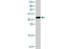 Western Blot detection against Immunogen (38.