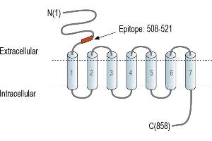 Representative domain view of the target of ABIN7581990.